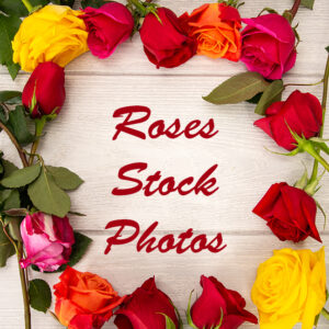 Rose Stock Photos