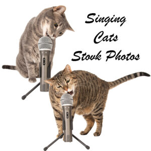 Singing Cats Stock Photos