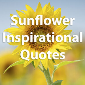 Sunflower Inspirational Quotes Stock Photos
