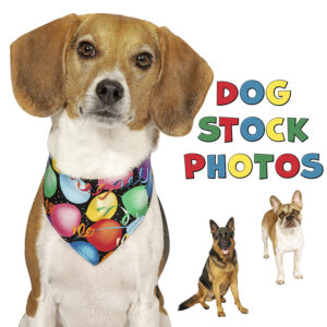 Summer Dog Stock Photos