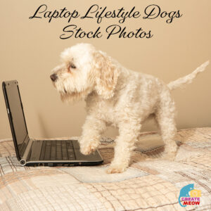 Laptop Lifestyle Dogs Stock Photos