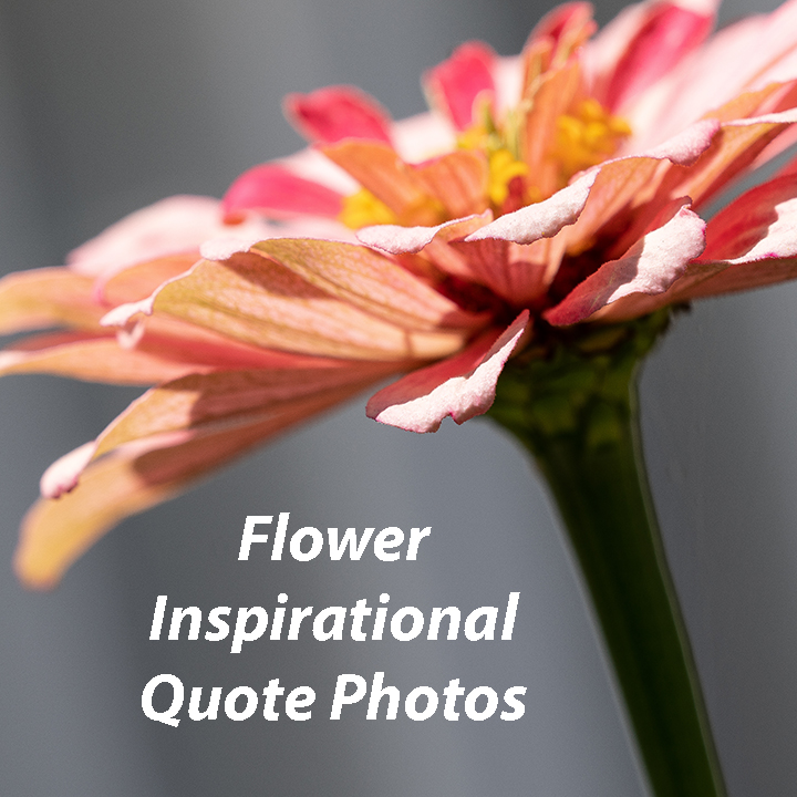 Flower Inspirational Quote Photos - CreateMeow